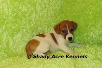 Giles-Ready 3-4-26, a male Jack Russell Terrier for sale in Macon, GA – Photo 3 of 5