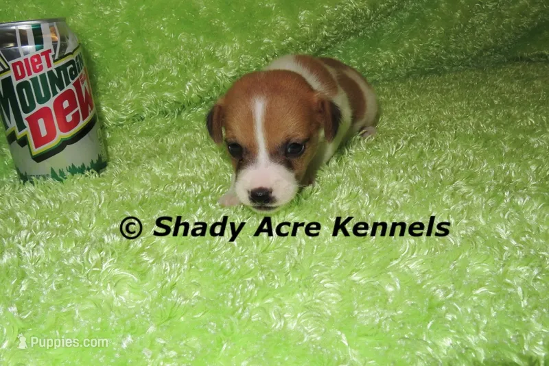 Shorty Giles-Ready 3-4-26