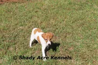 Giles, a male Parson Russell Terrier for sale in Macon, GA – Photo 5 of 8