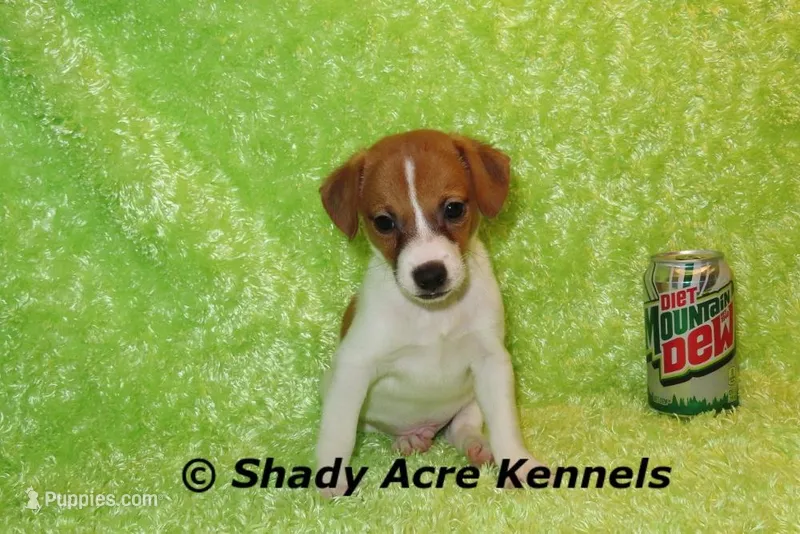 Shorty Giles-Ready 3-4-26