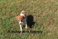 Giles, a male Parson Russell Terrier for sale in Macon, GA – Photo 8 of 8