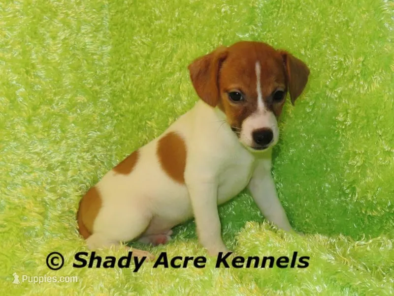 Giles-Ready 3-4-26 – Jack Russell Terrier puppy for sale in Macon, GA