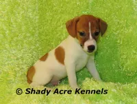 Giles-Ready 3-4-26, a male Jack Russell Terrier for sale in Macon, GA – Photo 1 of 5