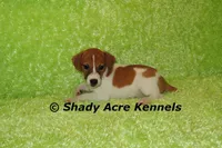 Giles-Ready 3-4-26, a male Jack Russell Terrier for sale in Macon, GA – Photo 2 of 5