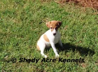 Giles, a male Parson Russell Terrier for sale in Macon, GA – Photo 4 of 8