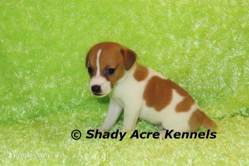 Shorty Giles-Ready 3-4-26