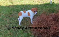 Giles, a male Parson Russell Terrier for sale in Macon, GA – Photo 3 of 8