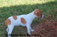 Giles, a male Parson Russell Terrier for sale in Macon, GA – Photo 2 of 8