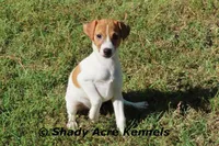 Giles, a male Parson Russell Terrier for sale in Macon, GA – Photo 7 of 8