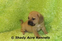 Bear, a male Puggle for sale in Macon, GA – 5 of 8