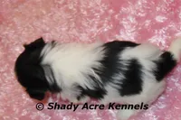 Pimela, a female Shih Tzu for sale in Macon, GA – 7 of 8