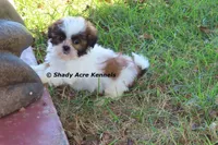 Killer--Parent pics too, a male Shih Tzu for sale in Macon, GA – 2 of 10