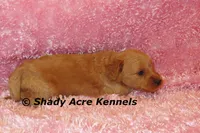 F1b MINI Lathy--average weight 30lbs, a female Miniature Goldendoodle for sale in Macon, GA – 4 of 8