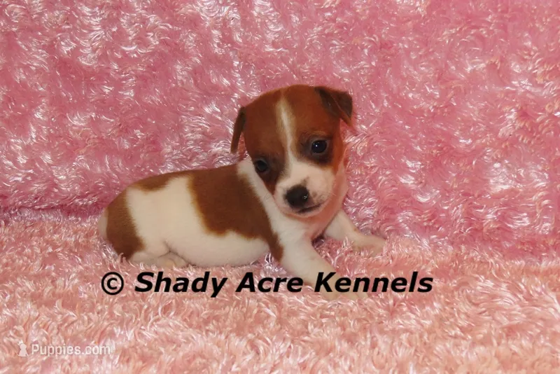 Smooth Shorty Cheela – Jack Russell Terrier puppy for sale in Macon, GA