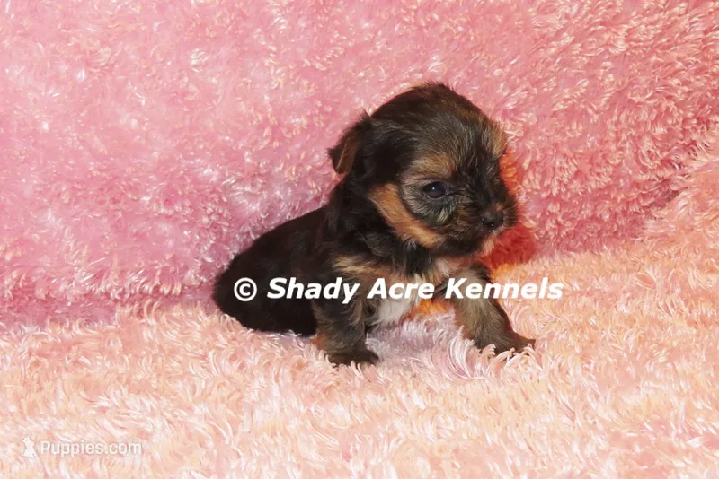 Bugundy--AKC registerable – Yorkshire Terrier puppy for sale in Macon, GA