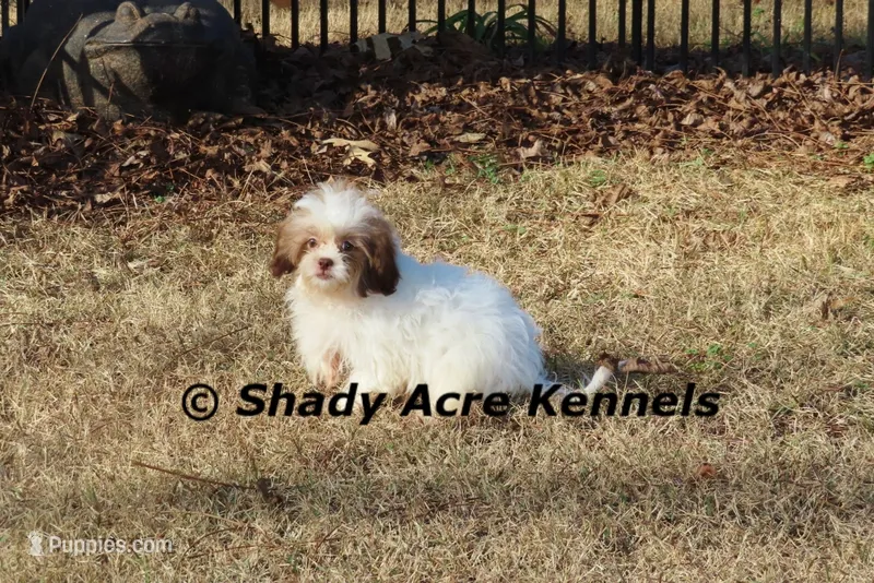 Dinamic--all vaccines