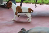 Smooth Shorty Cheff, a male Jack Russell Terrier for sale in Macon, GA – 2 of 8