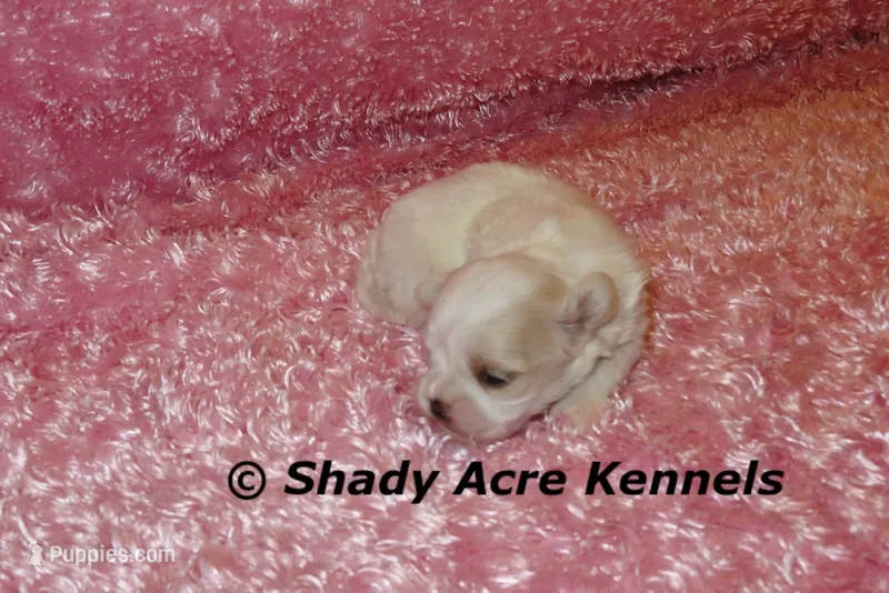 Diamond – Mal Shi puppy for sale in Macon, GA