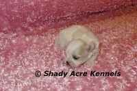 Diamond, a female Mal Shi for sale in Macon, GA – 4 of 6