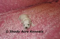 Dianna, a female Mal Shi for sale in Macon, GA – 2 of 7