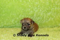 Gironimo, a male Mal Shi for sale in Macon, GA – 3 of 7