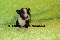 Mabo--ready to go 11-2, a male Boston Terrier for sale in Macon, GA – 6 of 7