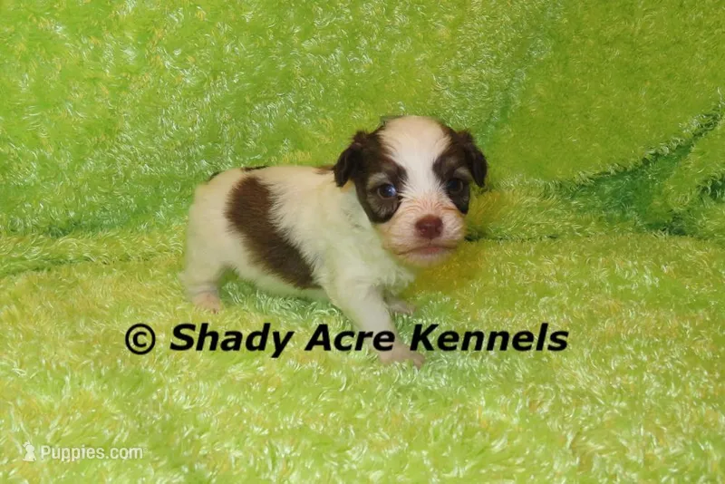 Choc. Reck-Ready 3-13-AKC registration available