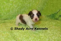 Choc. Reck-Ready 3-13-AKC registration available, a male Havanese for sale in Macon, GA – Photo 1 of 9
