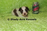 Choc. Reck-Ready 3-13-AKC registration available, a male Havanese for sale in Macon, GA – Photo 6 of 9