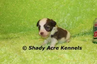 Choc. Reck-Ready 3-13-AKC registration available, a male Havanese for sale in Macon, GA – Photo 3 of 9