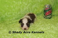 Choc. Reck-Ready 3-13-AKC registration available, a male Havanese for sale in Macon, GA – Photo 7 of 9
