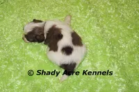 Choc. Reck-Ready 3-13-AKC registration available, a male Havanese for sale in Macon, GA – Photo 8 of 9