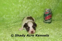 Choc. Reck-Ready 3-13-AKC registration available, a male Havanese for sale in Macon, GA – Photo 9 of 9