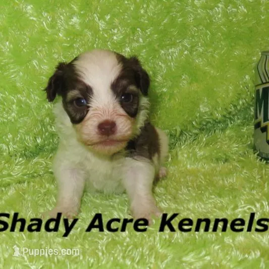 Choc. Reck-Ready 3-13-AKC registration available, a male Havanese for sale in Macon, GA – Photo 2 of 9