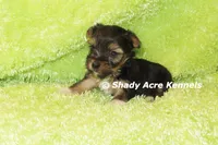 Buckaroo-AKC registration available, a male Yorkshire Terrier for sale in Macon, GA – 2 of 8