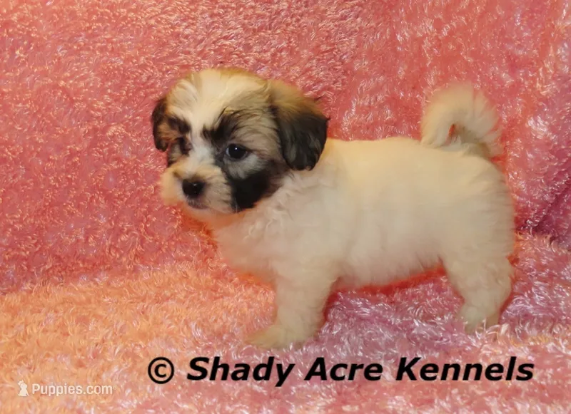 Mae – Shichon puppy for sale in Macon, GA