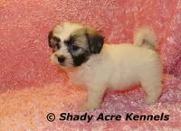 Mae, a female Shichon for sale in Macon, GA – 1 of 10