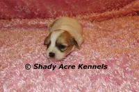 Magnolia, a female Shichon for sale in Macon, GA – 6 of 7