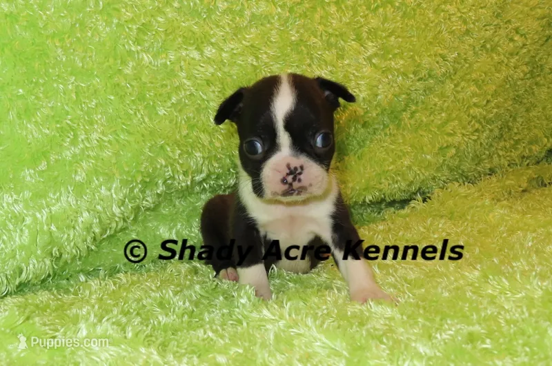 Mack--ready to go 11-2 – Boston Terrier puppy for sale in Macon, GA