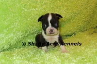 Mack--ready to go 11-2, a male Boston Terrier for sale in Macon, GA – 1 of 6