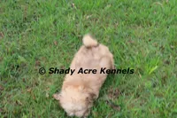 Gironimo, a male Mal Shi for sale in Macon, GA – 7 of 7