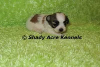 Girrett, a male Mal Shi for sale in Macon, GA – 4 of 7