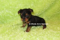Blockberry-both parents are <5 lbs., a male Yorkshire Terrier for sale in Macon, GA – 1 of 6