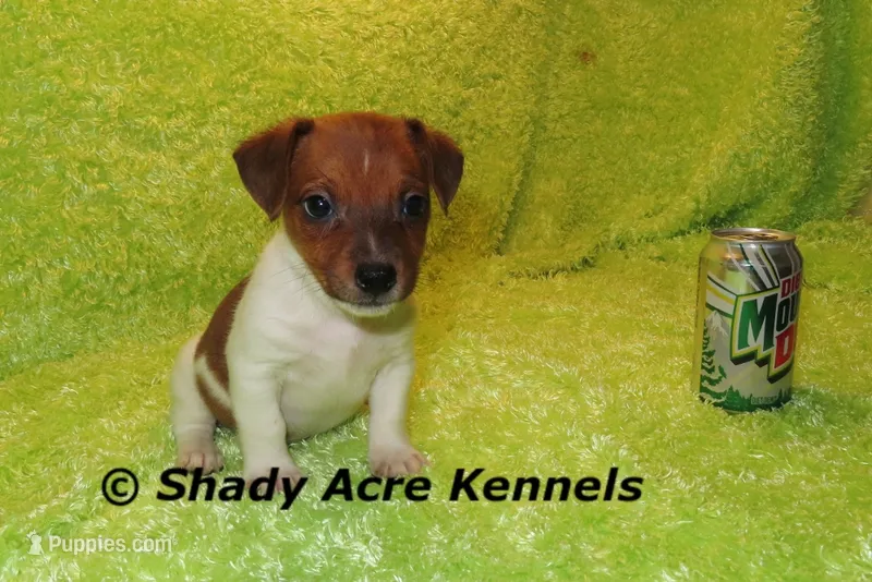 Smooth Shorty Chetan – Jack Russell Terrier puppy for sale in Macon, GA