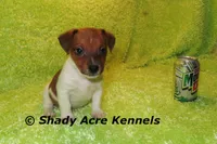 Smooth Shorty Chetan, a male Jack Russell Terrier for sale in Macon, GA – 1 of 10