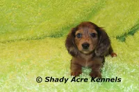 Long Coat Dapple Yamaha, a male Miniature Dachshund for sale in Macon, GA – 5 of 10