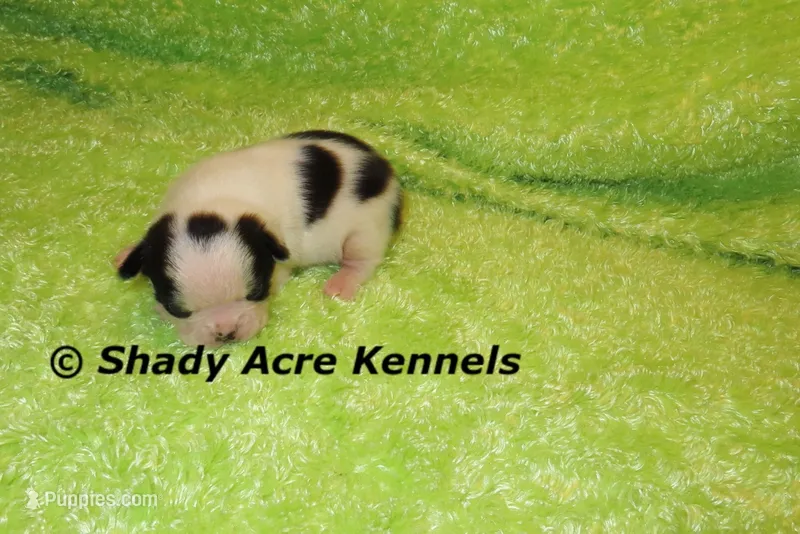 Splash with a Haggerty Spot – Miniature Goldendoodle puppy for sale in Macon, GA