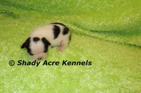 Splash with a Haggerty Spot, a male Miniature Goldendoodle for sale in Macon, GA – 1 of 5