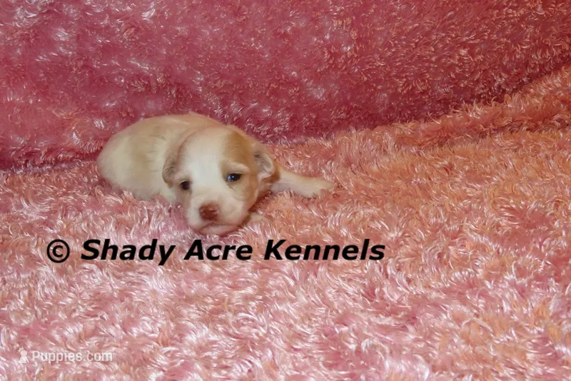 Rolanda – Havamalt puppy for sale in Macon, GA