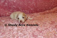 Rolanda, a female Havamalt for sale in Macon, GA – 1 of 5